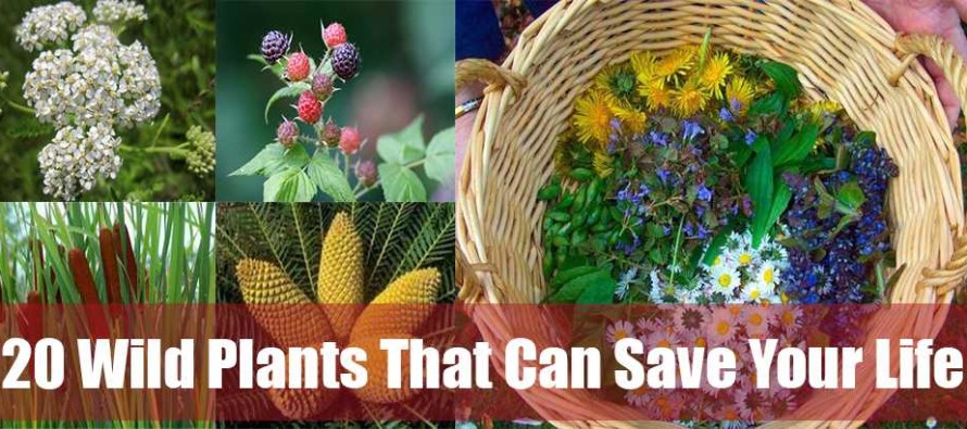save wild life essay save wild life essay