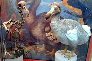Extinct Dodo Bird