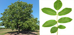 walnut tree and leafs