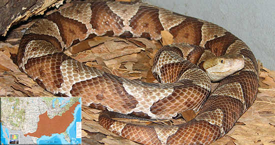 Copperhead identification and map