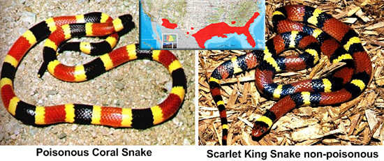 coral snake kings snake identification and area