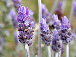 13 lavendar_flower