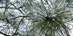 winter foraging