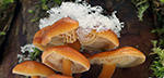 winter foraging