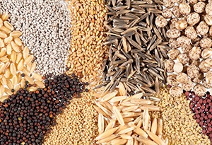 Seeds