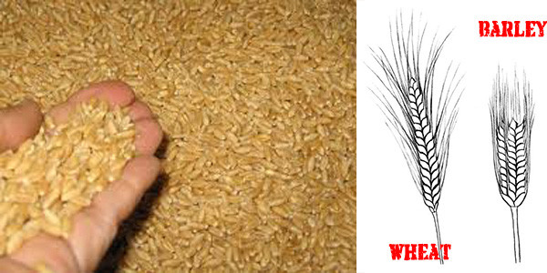 barley for stockpilling