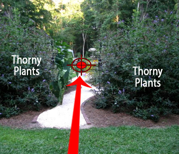 defensive thorny plants