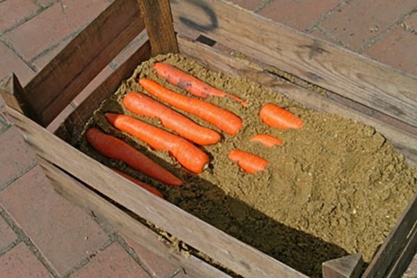 Carrots-stored