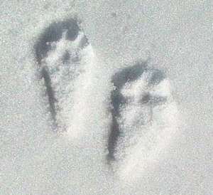 The tracks of the cottontail rabbit