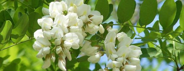 10. Black Locust Riot edible blossoms