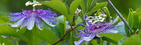 passion-flower tasty flowers