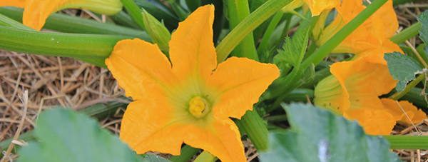 Squash_Blossoms edible flower