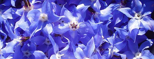 Borage Edible Flowers