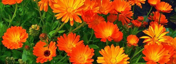 Calendula Edible Flower