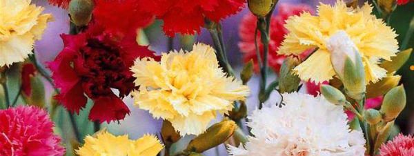 Carnations tasty Flowers