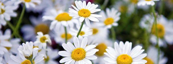 Chamomile tasty blossoms