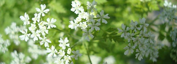 Chervil tasty blossoms