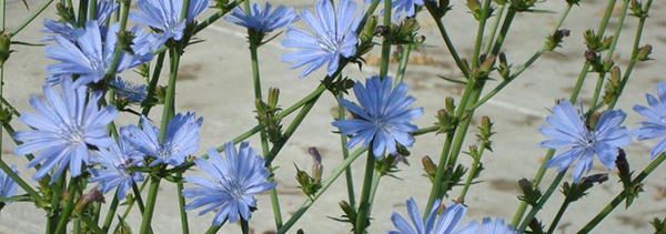 Chicory edible flowers