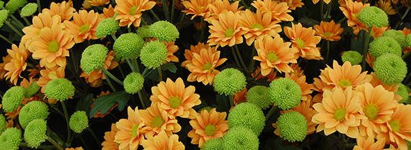 Chrysanthemum Edible Flowers