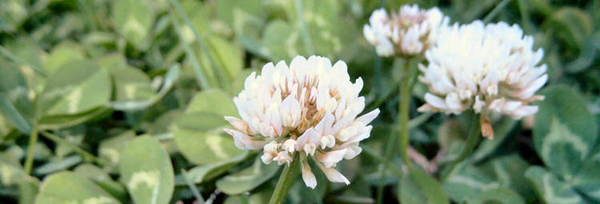 CLOVER edible blossoms