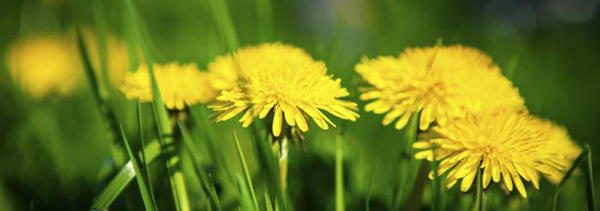 dandelions edible blossom