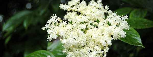 Elderflower edible