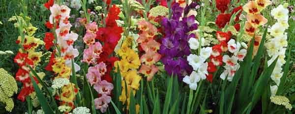 gladiolus tasty flowers