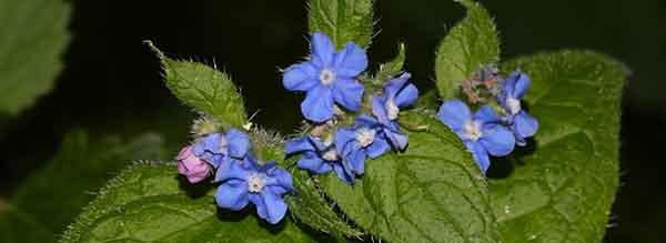 green-alkanet tasty flower