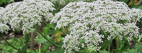 Angelica-Archangelica Edible Flowers