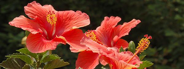 Hibiscus tasty flower