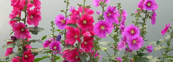 Hollyhock edible flowers