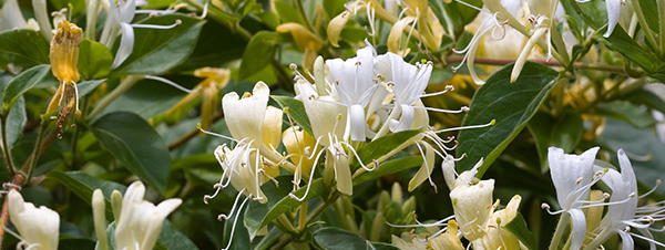 honeysuckle edible flowers