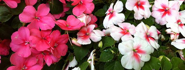 Impatiens edible flowers