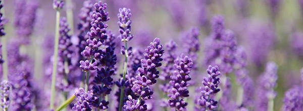 lavender edible flower