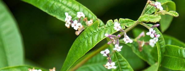 Lemon Verbena edible flower