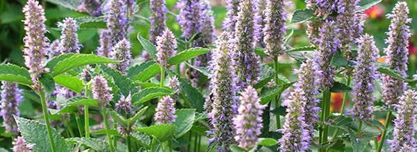 Anise Hyssop tasty Flowers