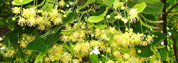 Linden edible flowers