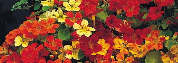 Nasturtium edible flowers