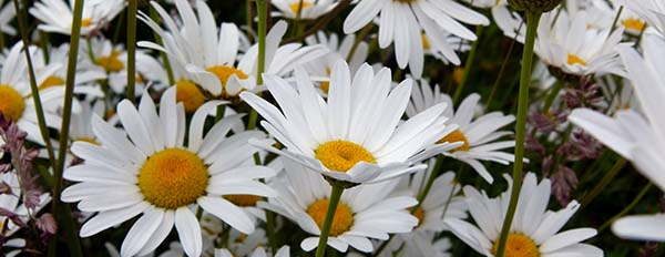 Ox-Eye Daisy tasty flowers