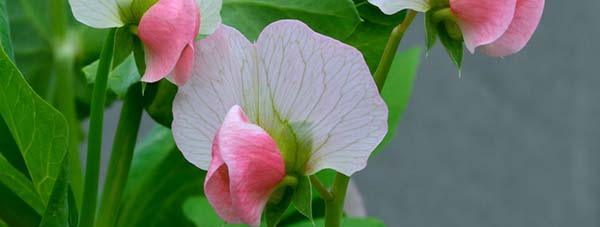 Pea Blossoms tasty flowers