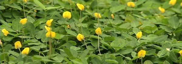 Perennial peanut tasty flower