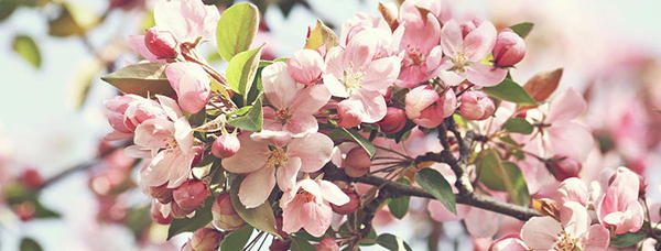 apple-blossoms Edible Flowers