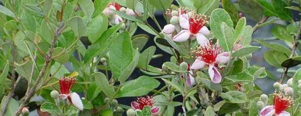 Pineapple-Guava tasty flower