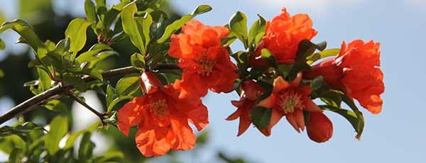 Pomegranate_flower tasty flower