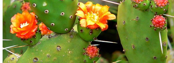 Prickly-Pear-Cactus edible blossoms