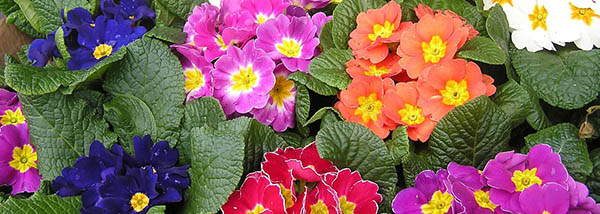 55. primrose edible blossoms