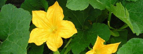 Pumpkin Blossoms edible blossoms