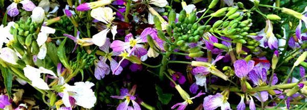 Radish Blossoms edible blossoms