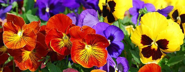 pansy tasty flowers