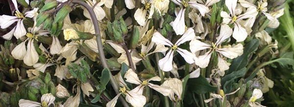 Arugula-Blossoms Edible Flower
